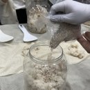애주가가 만드는 부의주, 전통주 만들기 솔직 후기 (+3일 숙성한 홈메이드 막걸리 모습) - 소마인방배