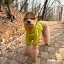 바잇미 | 강아지봄옷 강아지바람막이 바잇미 레타 윈드브레이커 M 후기