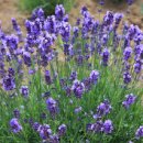 나눔허브 이미지