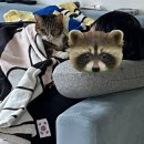 김앤정동물병원 이미지