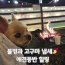 모모 | 인천 영흥도 애견동반숙소 추천 - 애견동반카라반 모모카라반 후기