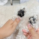 옐로삭스(애견미용) | 강아지 발바닥 털 위생미용, 털깎기 애견용품
