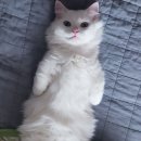 메이양