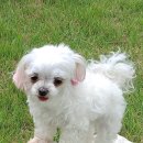 튼튼푸드랩 이미지