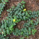 트리불루스 키스토이데스 [Tribulus cistoides] 이미지