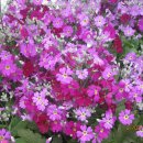 송탄중학교 이미지