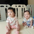 졸리멍