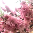 산마루로뎀 이미지