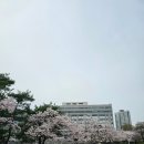 경희대국제태권도장 | 수원 경희대학교 국제캠퍼스 벚꽃구경 스팟 추천 및 데이트 후기