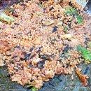 우리집 닭갈비 이미지