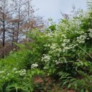 외씨버선길(장계향디미방길) | [공지] [외씨버선길] 4길 (장계향디미방길, 20250922)