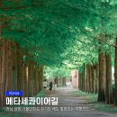메타세콰이어길 이미지