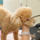 왈왈 살롱 이미지