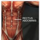 Rectus abdominis muscle 이미지