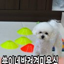 쑝이네 애견샵 네이버블로그