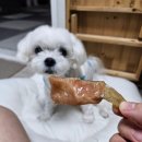 와락펫푸드 | 내돈내산 강아지 간식 후기 / 와락 펫 푸드 / 강아지 수제간식