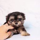 개냥이네 노원본점 이미지