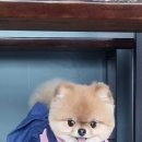 멍냥펫살롱 이미지