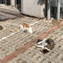 보리모리쿠키마찝 | 불안과 절망을 이겨낸 3월(진행중)