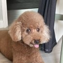 노노펫 | 미국식 스파시설을 적용한 고품격 오픈형 파주 애견미용실 &#39;노노펫&#39; 푸들 부분 미용 후기/가격정보/주차