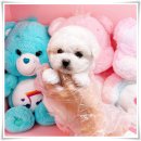 마마스미독 강아지분양 대전점 이미지