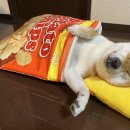 이불 속 댕댕이 이미지