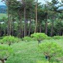 용인 수목장 화성 수목장 자연장 추천합니다 이미지