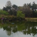 버드나무 이미지