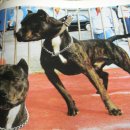 쏘니호