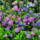 테이스티 가든 이미지