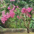 정자나무공원 이미지