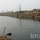 아산시 배방읍 세교리. 천안천 최하류 봉강교 아래 마릿수 조과 이미지