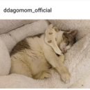 복동이 이미지