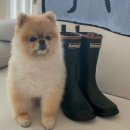 바버펫 | Barbour I 바버 강아지옷 방수 타르탄 코트(자켓) 구매후기