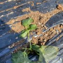 새벽아침농장 이미지