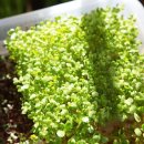 새싹의 아침 이미지