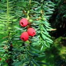 주목 (朱木, Taxus cuspidata) 이미지