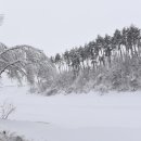 황태덕장 이미지