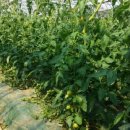 새농민농장 이미지