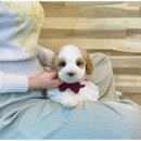 오독안심분양센터 강아지분양 고양이분양 인천점 이미지