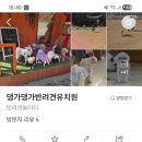 댕가댕가반려견유치원 네이버블로그