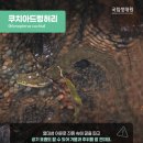 쿠치아