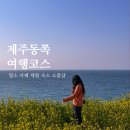 함덕풀빌라펜션람보르기니 | 제주 동쪽 여행코스, 함덕 서우봉 유채꽃 명소, 카페 체험 숙소 소품샵 추천