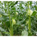 달봉농원 이미지