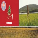 논잡초 강 피 - (주)한농민