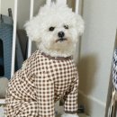 둘리애견미용샵 이미지