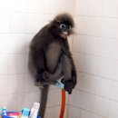 PRIMATE ESCAPADE...샤워하러 온 원숭이...ㅎㅎ 이미지