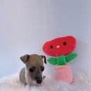 품안농장 이미지