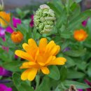 오목초등학교 이미지