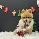 독스하트 구리 이미지